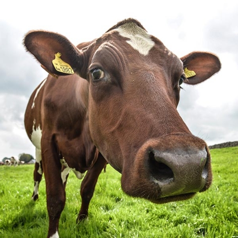 Ayreshire cow Ayreshire Cattle Society